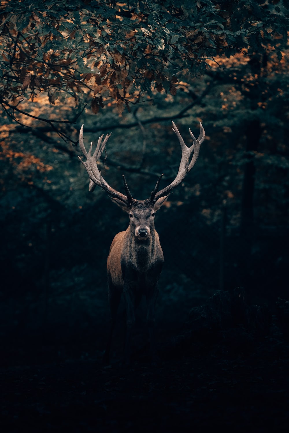 Deerfolk