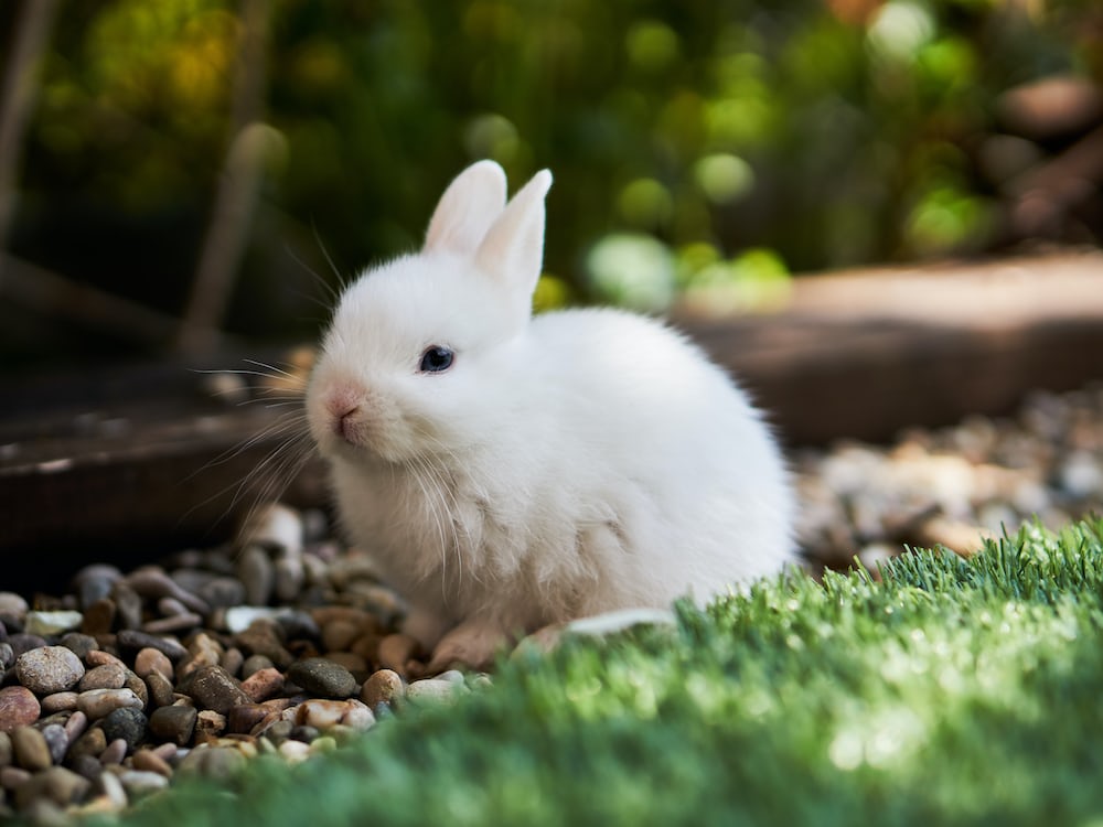 Bunny Familiars