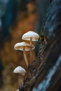 Mushroom Forest Realm