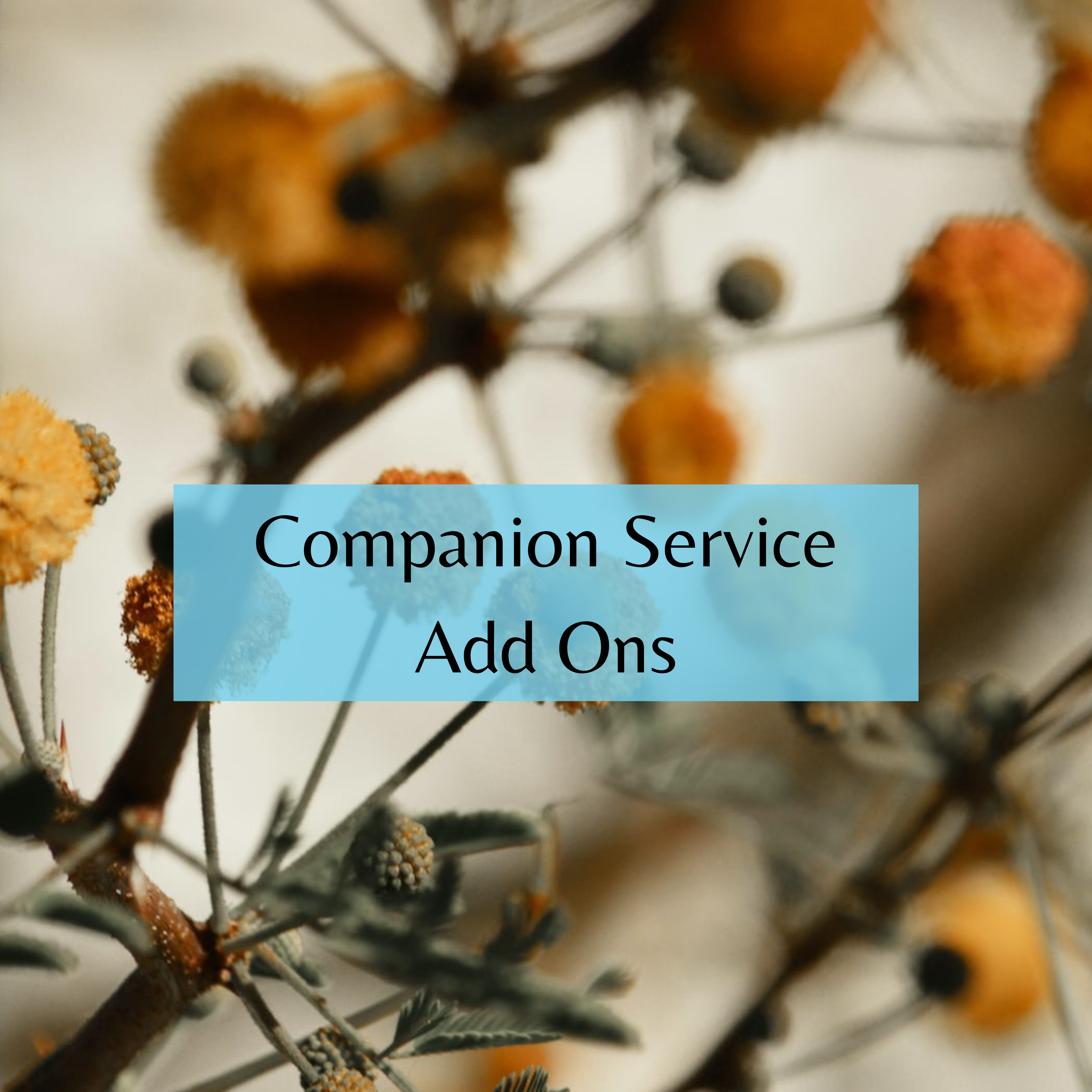 Companion Service Add-Ons